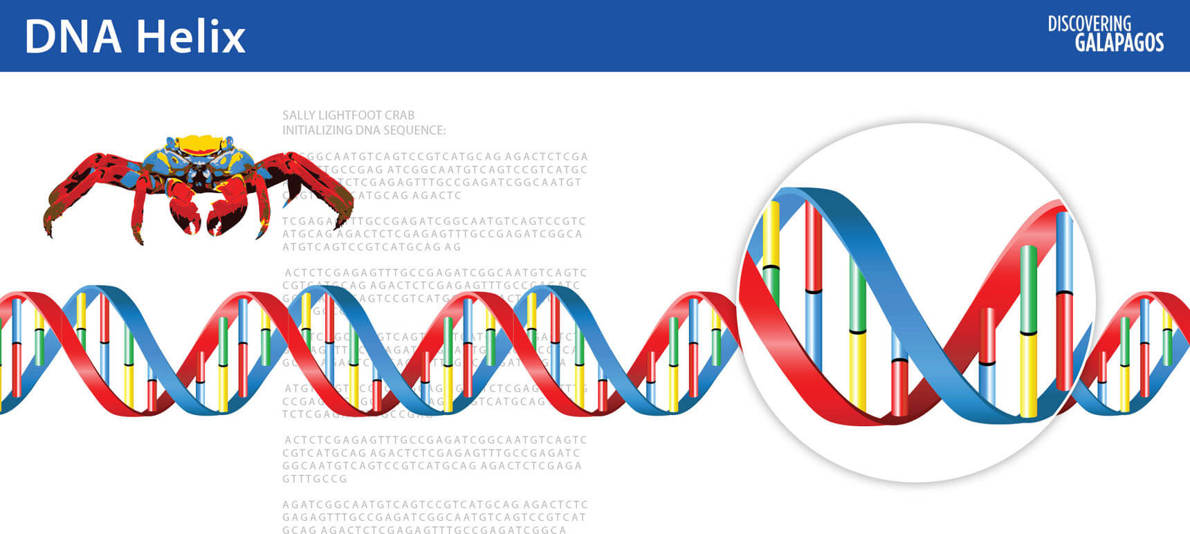 DNA is a molecule in the form of a double helix © GCT