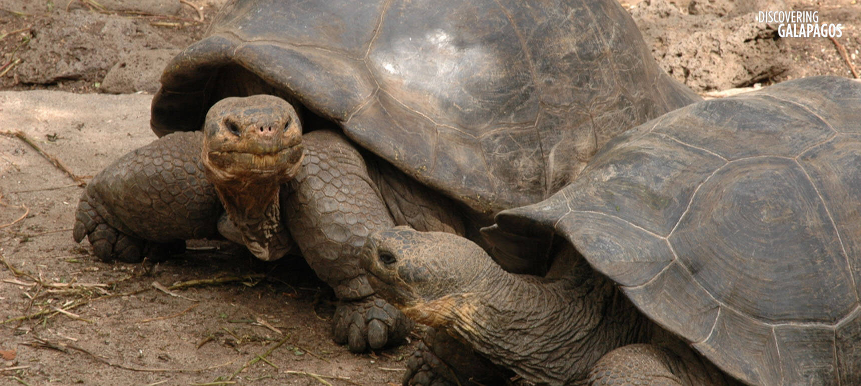 Tortoises © Caroline Pannell