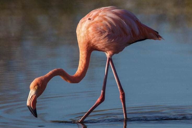 Flamingo © Monty Halls
