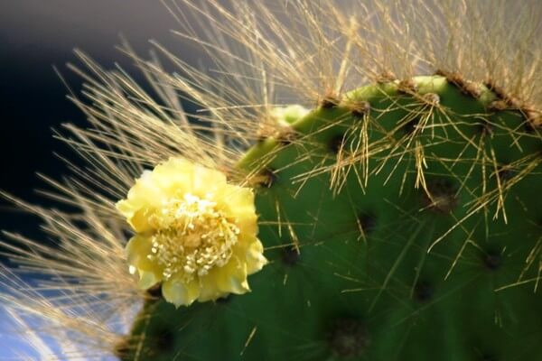 Opuntia Cactus © GCT