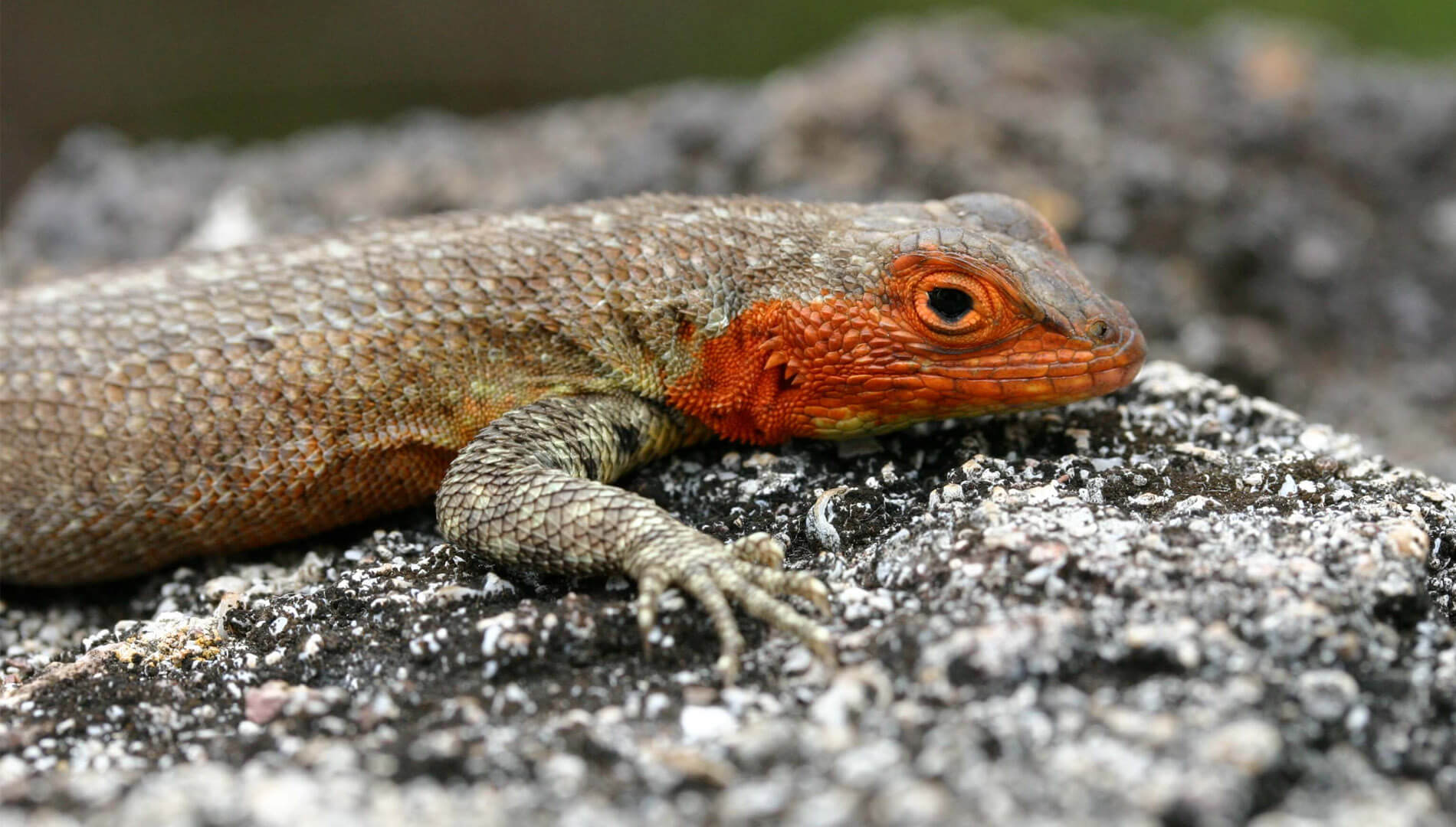Lava Lizard © Vanessa Green