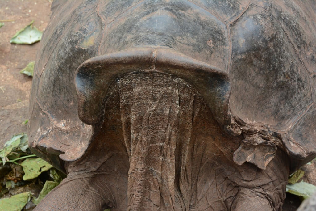 Galapagos Wildlife: Saddle-backed Galapagos giant tortoise © GCT